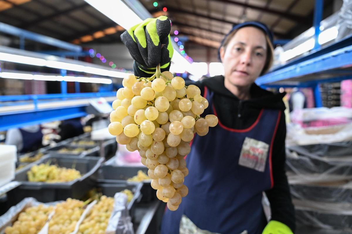 Las uvas del Vinalopó han tenido dificultades para exportar a Francia por la fuerte competencia.