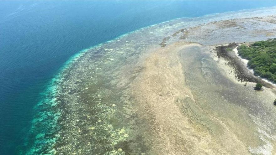 Los corales de la Gran Barrera australiana, en estado crítico