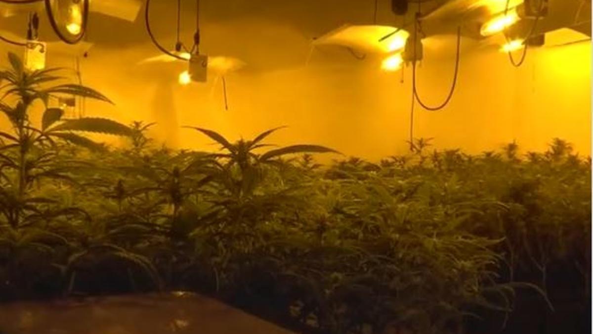 Els Mossos d'Esquadra van intervenir un total de 260 kg de marihuana i 60 d'haixix