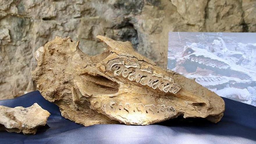 Crani d’un dels dos rinoceronts de l’estepa de fa 200.000 anys trobats a la darrera campanya - ACN/Laura Busquets