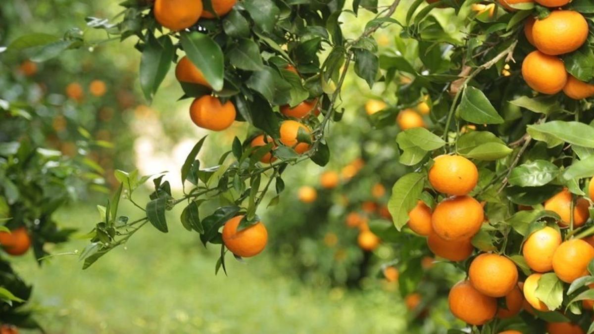 Las mandarinas son muy ricas en vitamina C