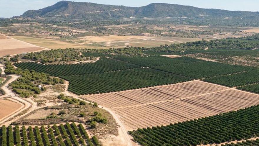 Parcelas de cultivos leñosos  en regadío en el Campo de  Cartagena