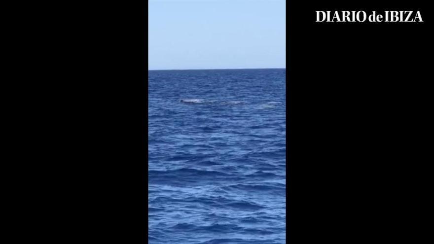 Una familia de ballenas en aguas de Ibiza