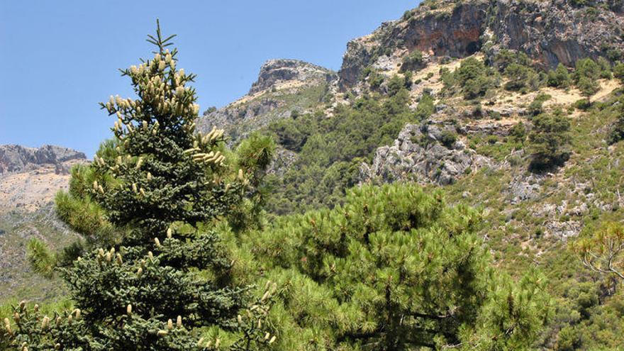 Pinsapos en la Sierra de las Nieves.