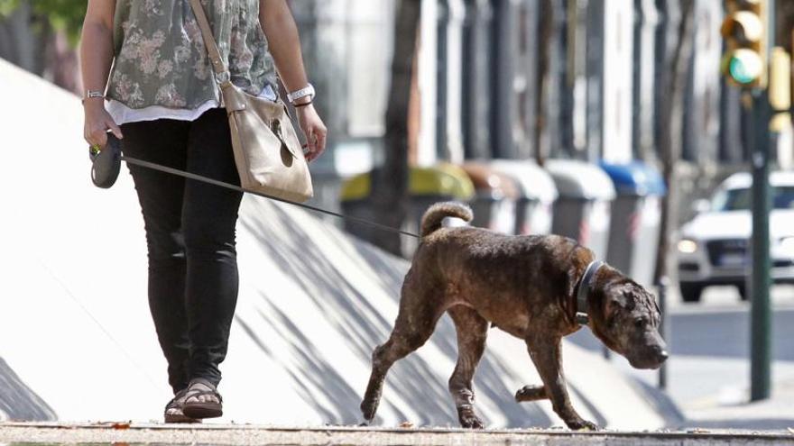Una persona passejant el seu gos al centre de Girona