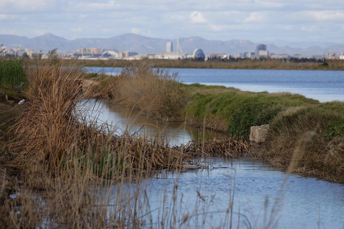 Vista de València desde los arrozales dentro del parque natural de l'Albufera