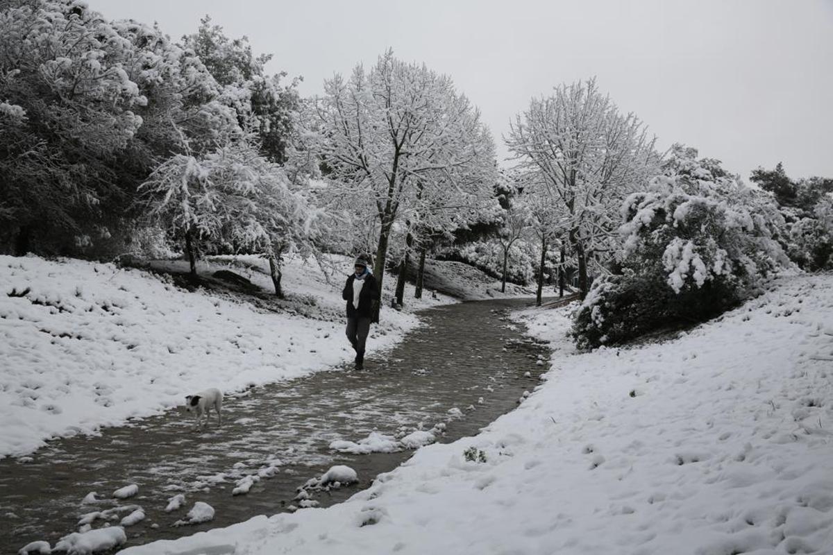 La nieve llega a Barcelona: Collserola, cubierta de blanco