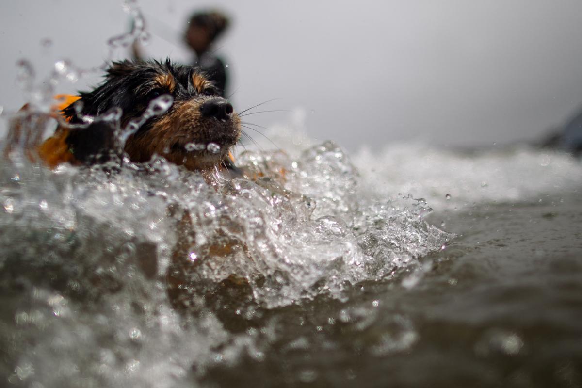 Hicieron un torneo de perros surfistas en California