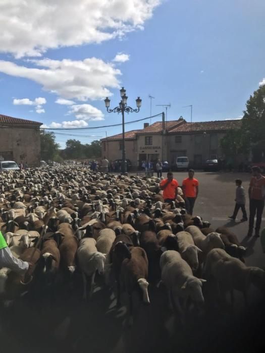 II Feria de la trashumancia en San Vitero.