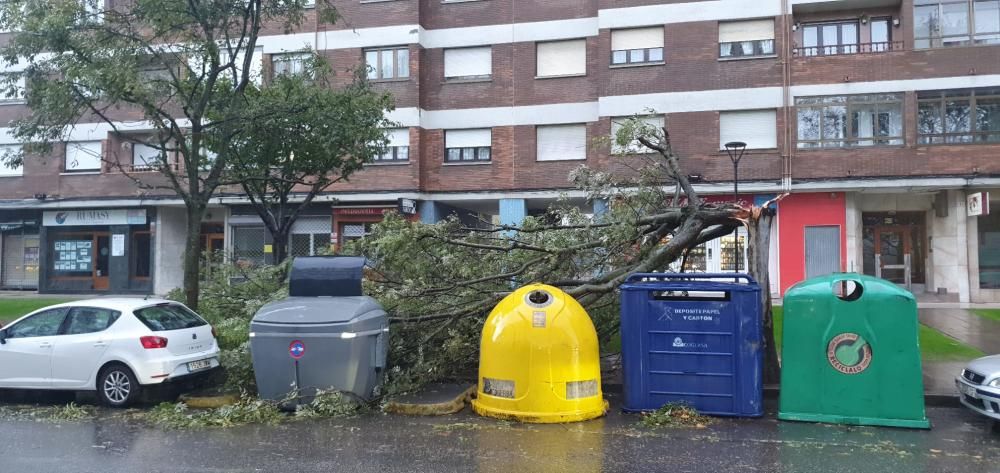 Daños por el temporal en Gijón.