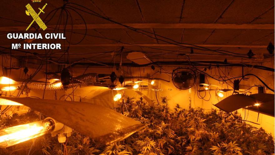 Plantación de marihuana en una vivienda de Chiva.