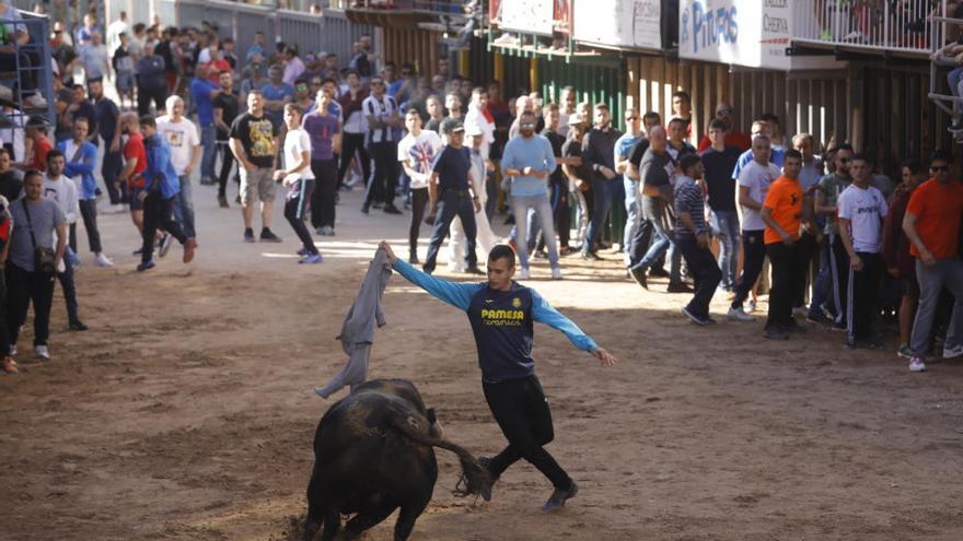 Vila-real exhibe el Bou de Sant Pasqual