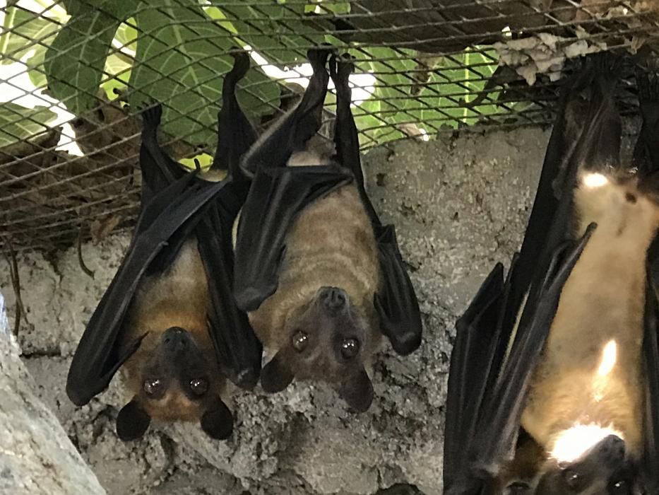 La Guardia Civil retira seis murciélagos de un zoo