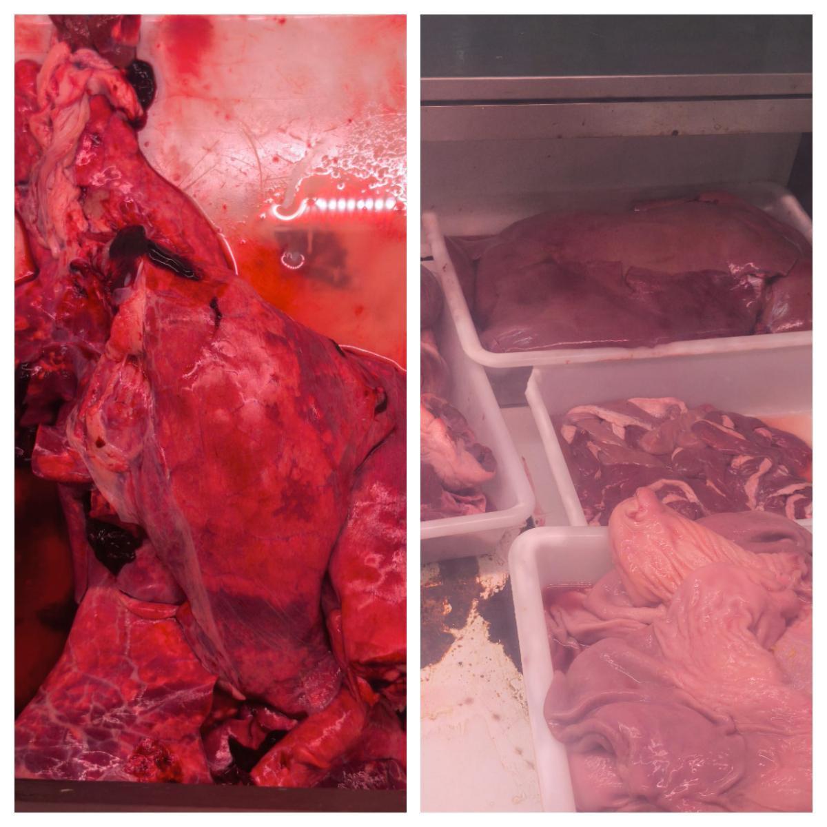 Carnes a la venta en el establecimiento precintado por el Ayuntamiento de Santa Coloma por motivos de higiene, este 20 de mayo