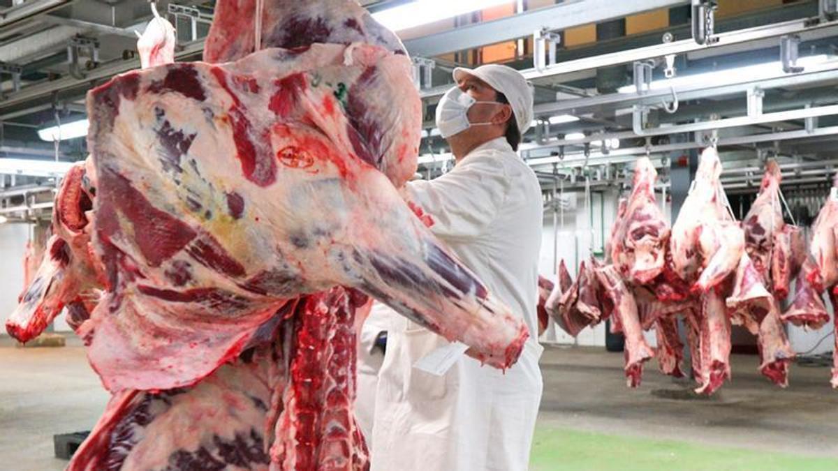 El matadero cuenta con una línea de porcino, que representa menos del 10%, otra de vacuno y otra de lanar.