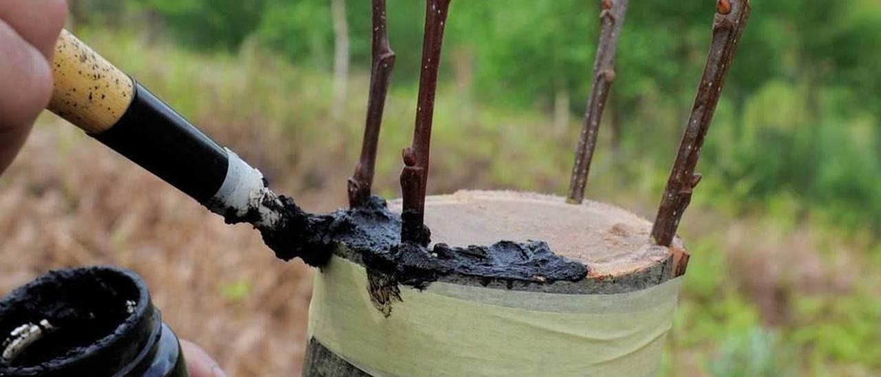 Mil árboles de Zamora e injertos, primer paso para mejorar la castaña autóctona