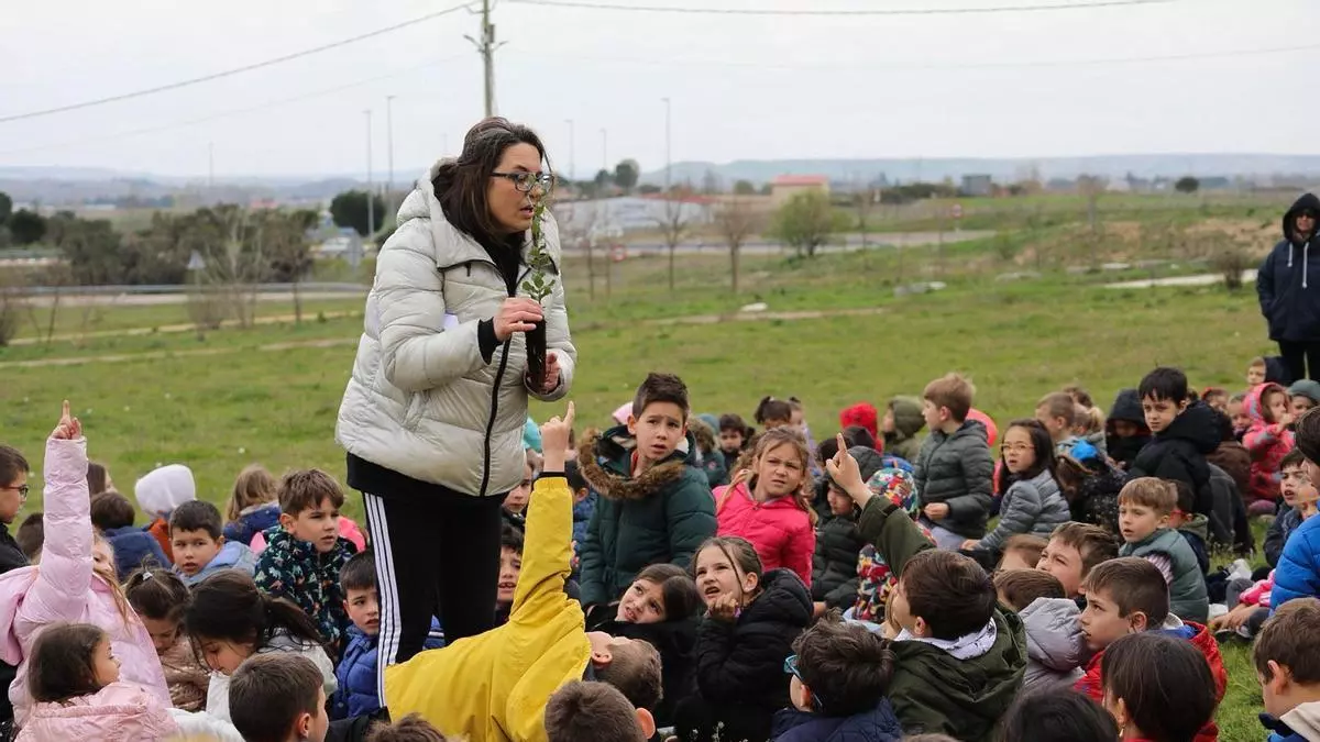 Vandalismo en Morales del Vino: arrancan los plantones sembrados por los alumnos del Colegio Público