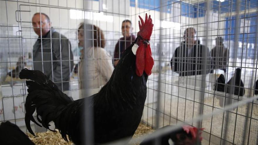 Córdoba, criadero de gallinas con pedigrí