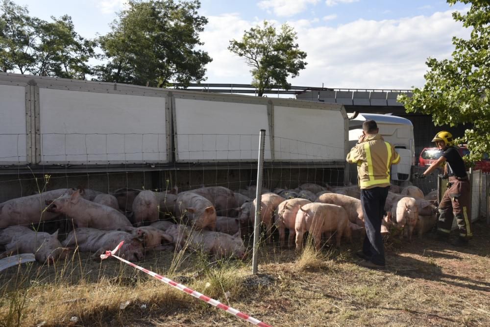 Accident d'un camió de porcs a Manresa