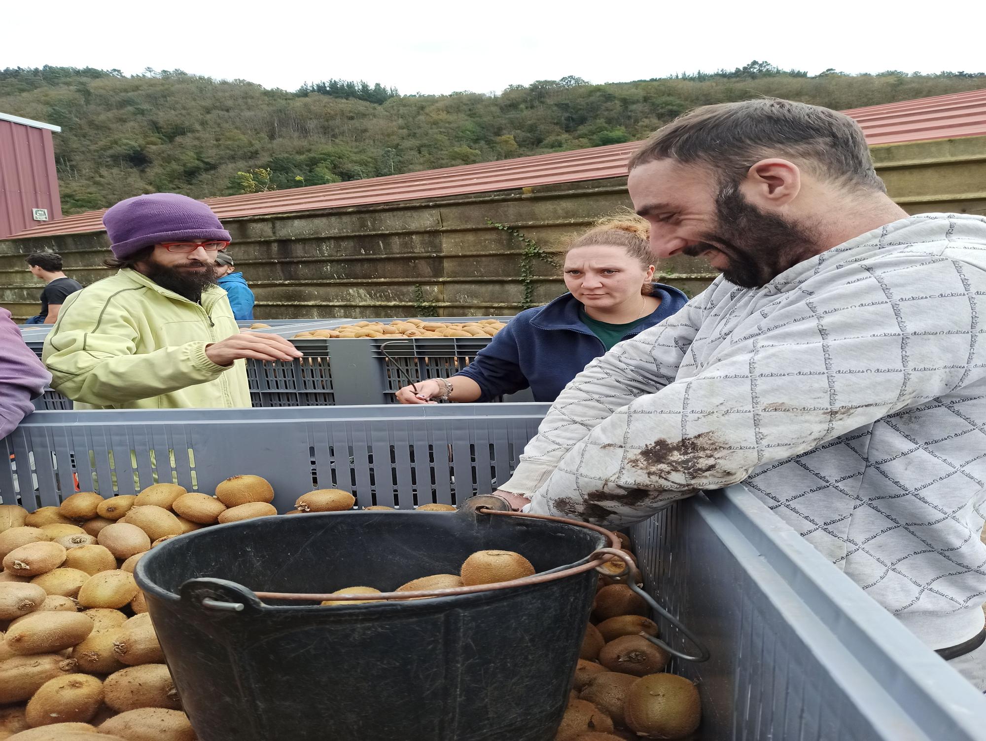 Así es la campaña de recogida del kiwi en Pravia