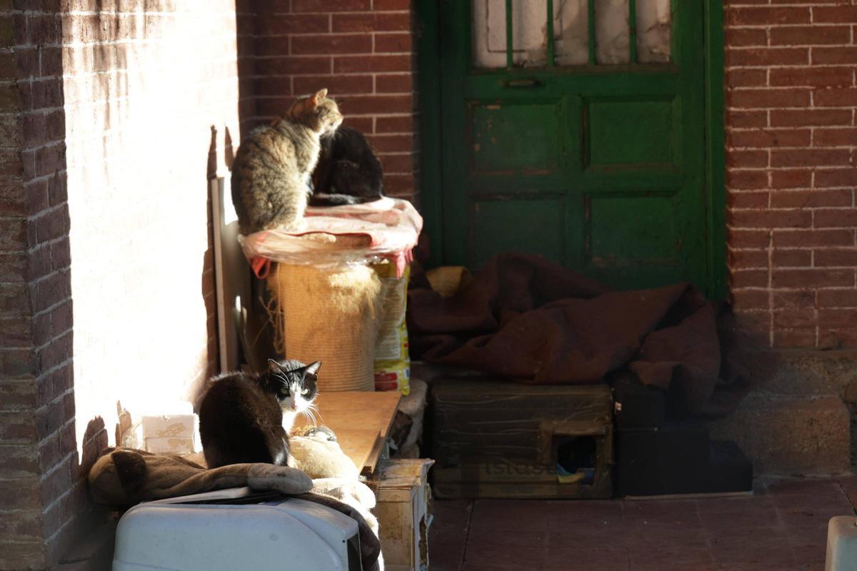 Una colonia felina en Cáceres