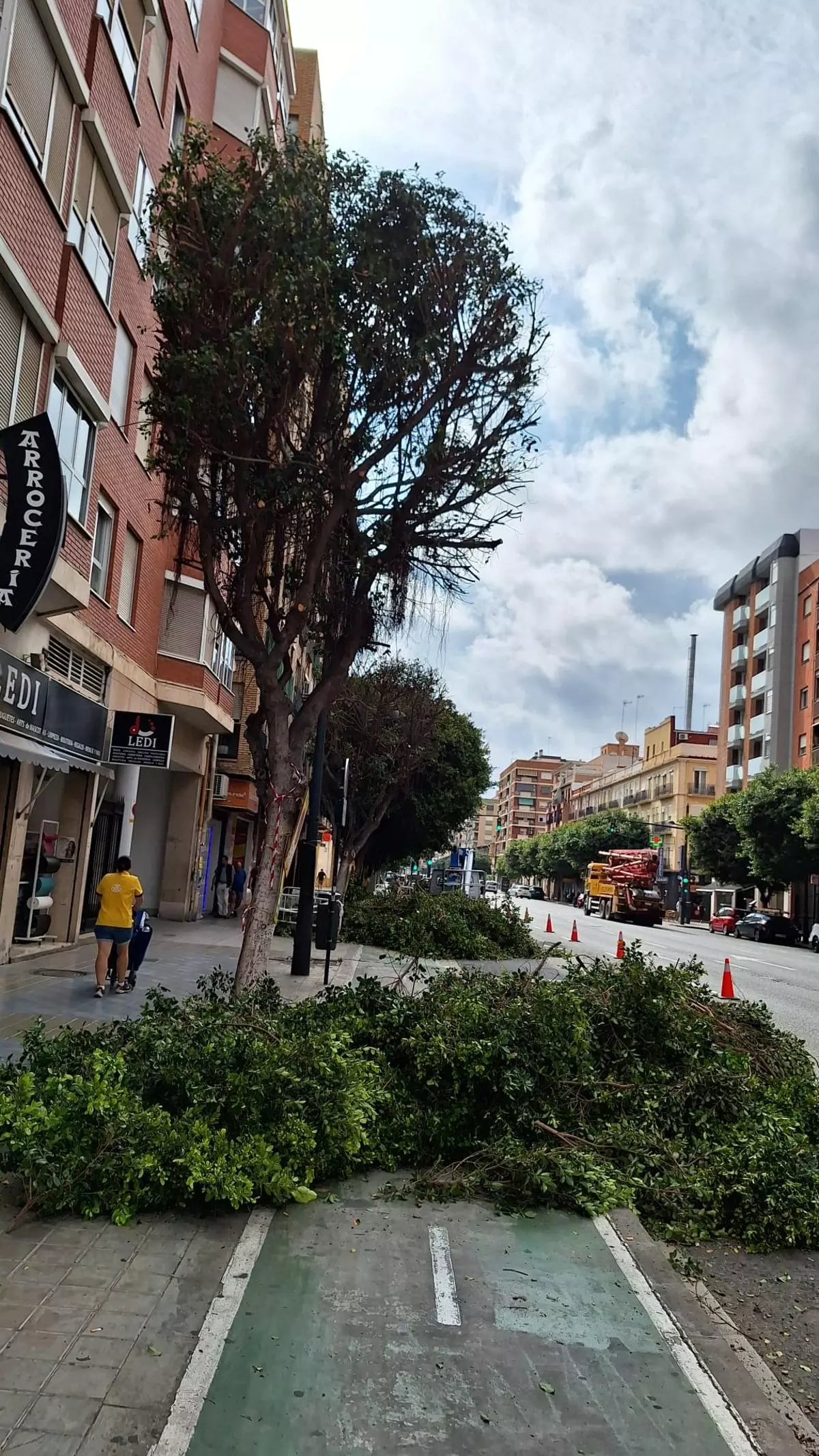 La poda intensiva de arbolado deja la avenida del Puerto sin sombras