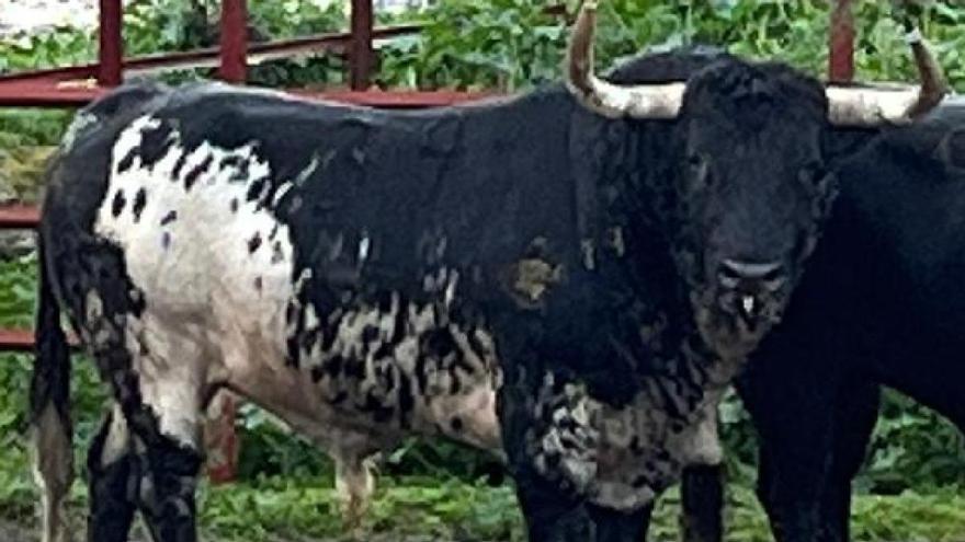 El ejemplar burraco de El Torero que han adquirido El Caragol y El Trasto.