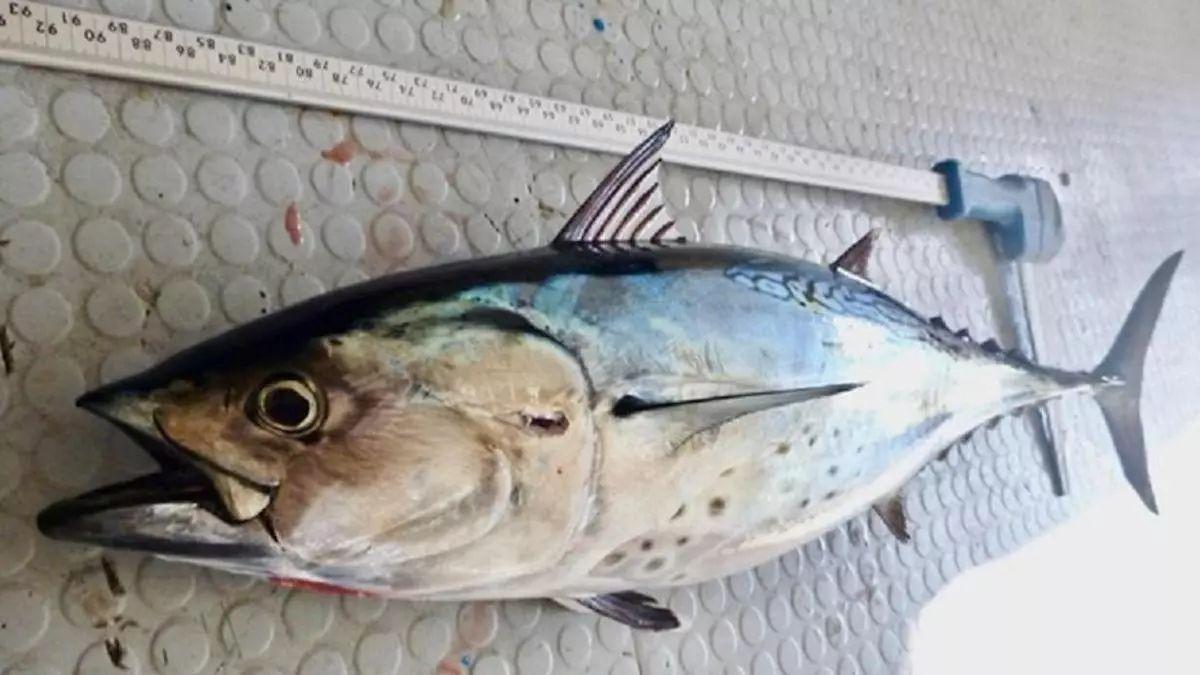 Imagen de un ejemplar de la nueva especie