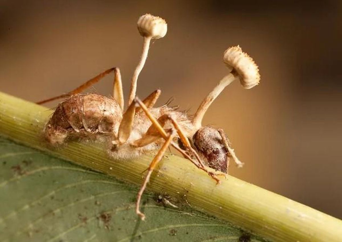 Ophiocordyceps unilateralis