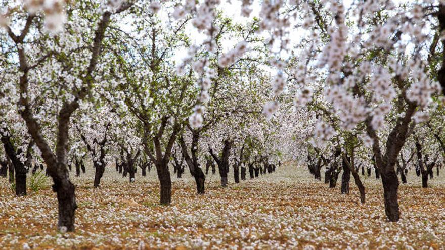 540 euros de multa por cortar 420 almendros en Cehegín para hacer leña