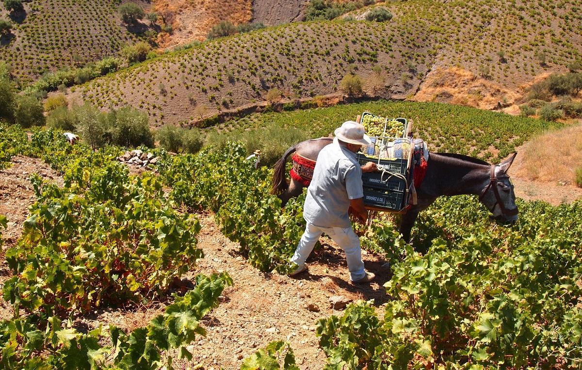 Una imagen de la vendimia de la uva pasa en Málaga.
