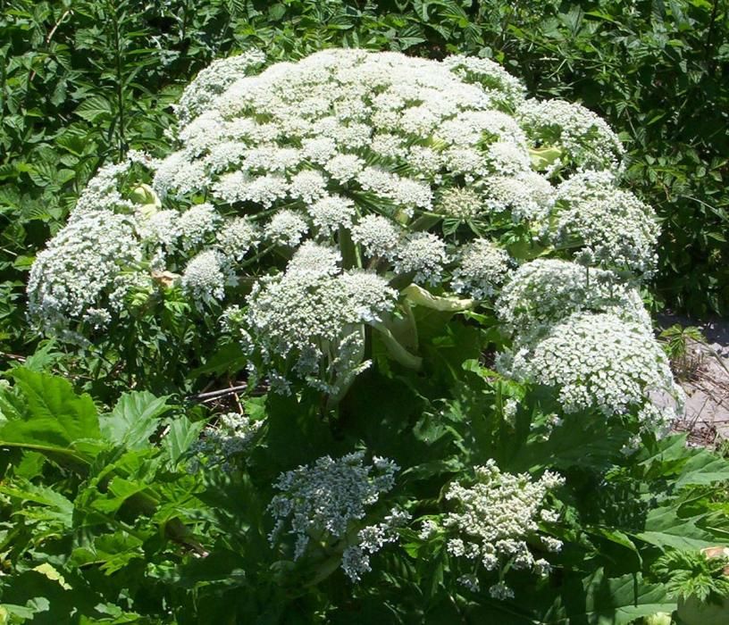 Heracleum mantegazzianum - El julivert gegantEspècie poc freqüent. Present a la Cerdanya i que s’està intentant eliminar ja que té greus efectes perjudicials per a la salut de les persones. Provoca lesions a la pell