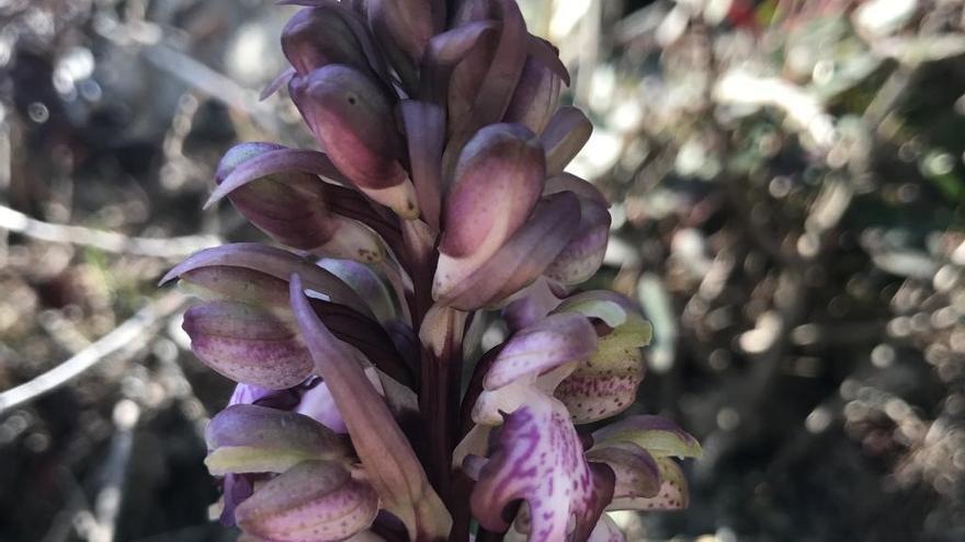 Florecen orquídeas gigantes en una montaña de Llíber castigada por el fuego