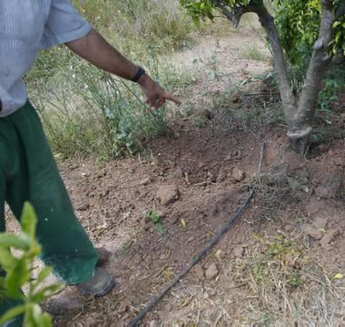 Los cazadores cifran en más de 2.000 euros la captura de los jabalíes en el marjal de Almardà