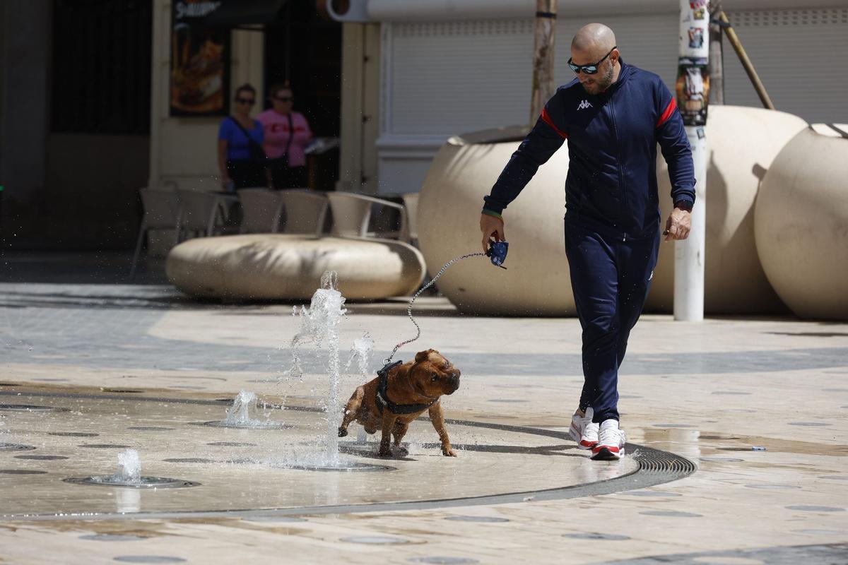 Un perro se refresca en una fuente de Alicante