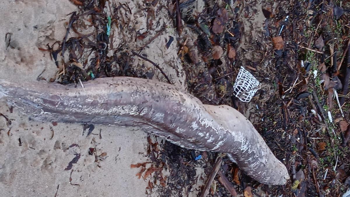Uno de los congrios aparecidos muertos en la playa de Cesantes.