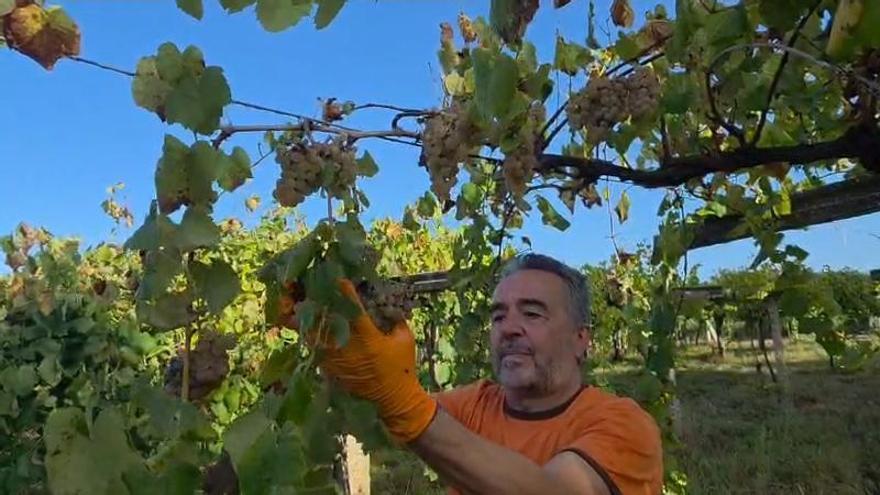 Vendimia 2026: viñedos a tope con el arreón definitivo tras las lluvias
