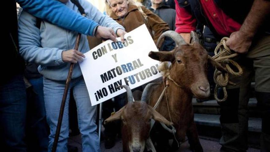 Varios ganaderos protestan contra el lobo durante una reciente manifestación por las calles de Oviedo.