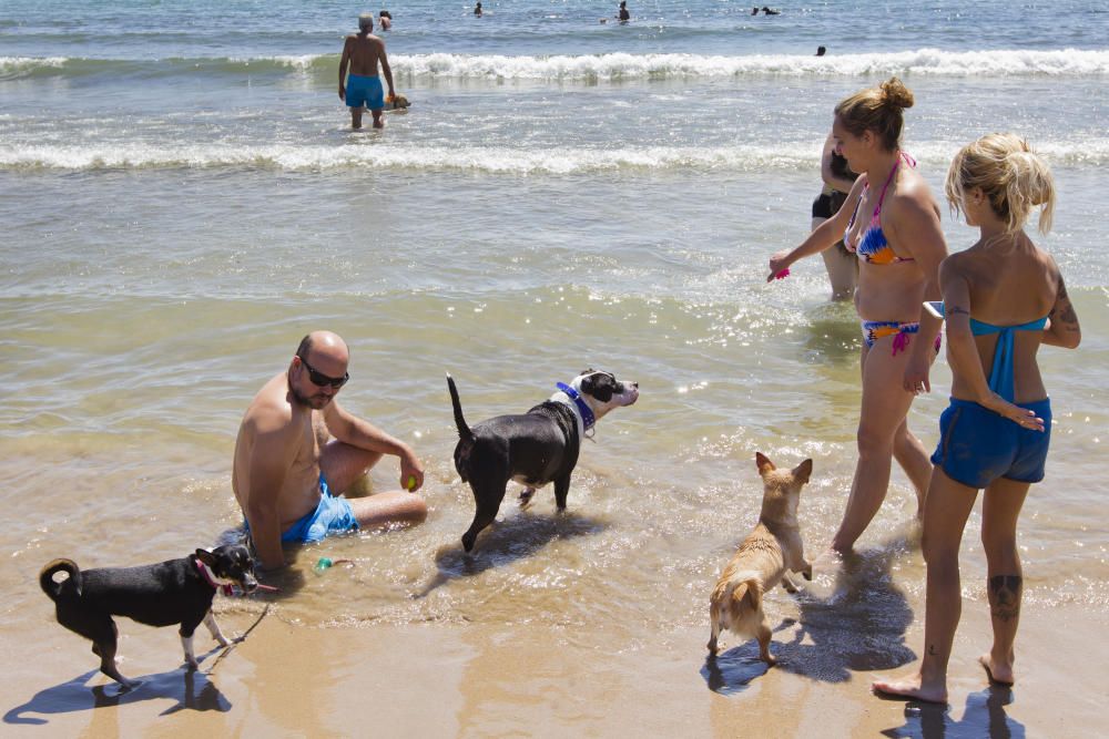 La playa para perros de Pinedo, a reventar