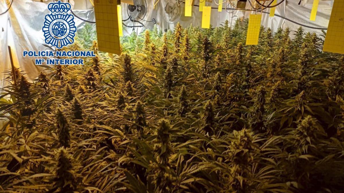 Una pareja convierte su casa de Vila-real en una plantación de marihuana con 400 plantas