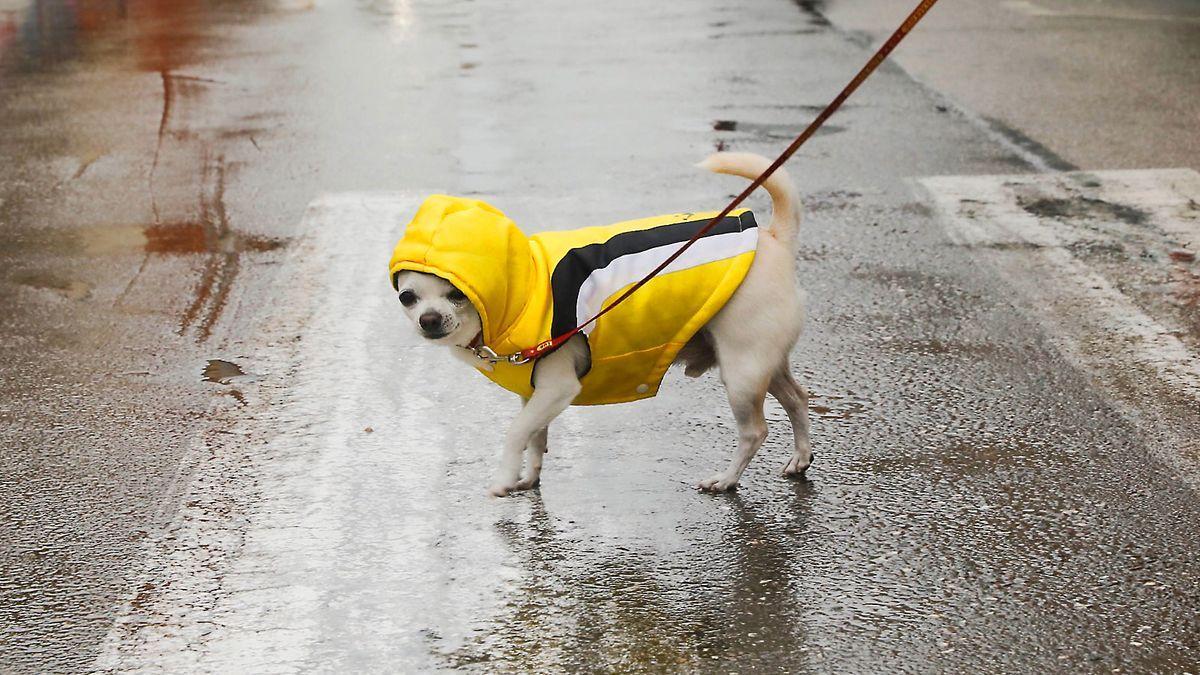 Ciudades de España en las que es obligatorio echar agua a los pises de los  perros