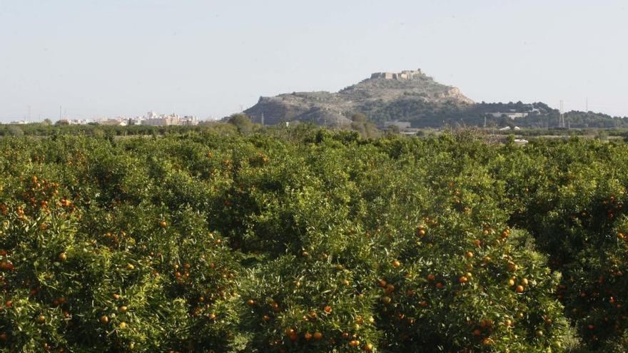 Zona de naranjos de Sagunt.