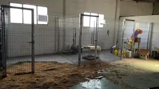 Adopciones tras la tormenta: la protectora Apata de Tarazona agradece la ayuda recibida mientras emprenden las reparaciones