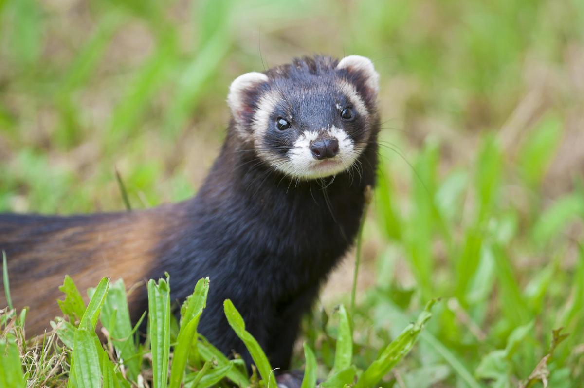 Un ejemplar de turón europeo (Mustela putorius)