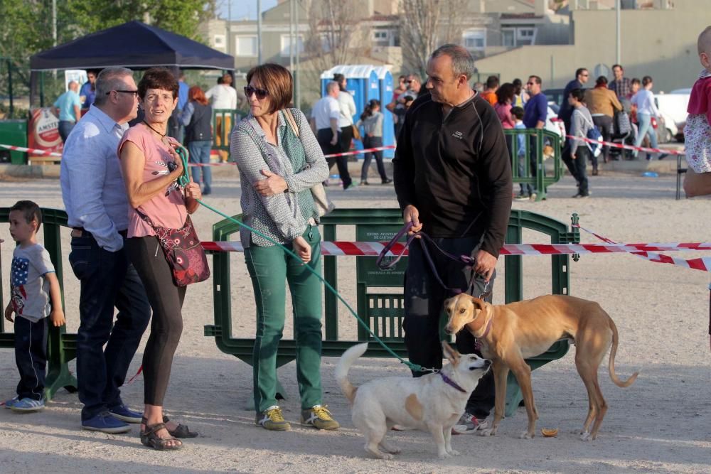 I Cross Canina de Santa Ana