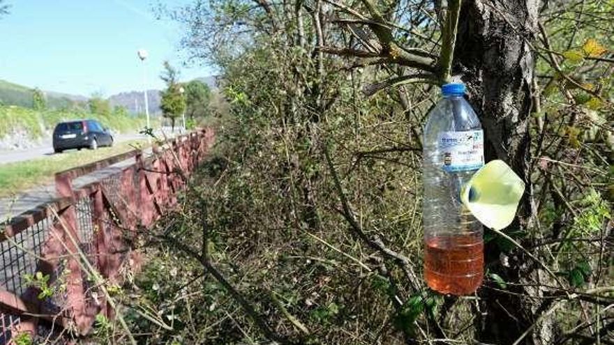 Trampa colocada en el paseo fluvial de Mieres.