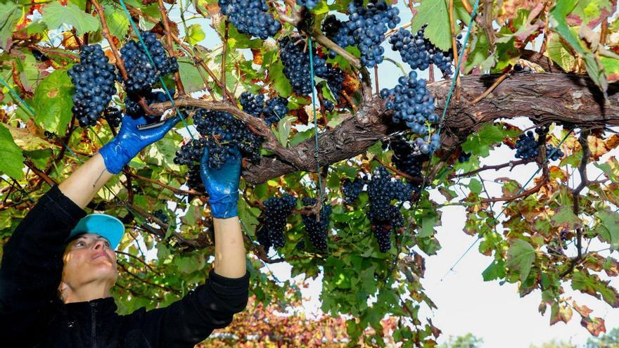 Inflación y caída de consumo hunden la venta exterior de vino gallego al mínimo en 20 años