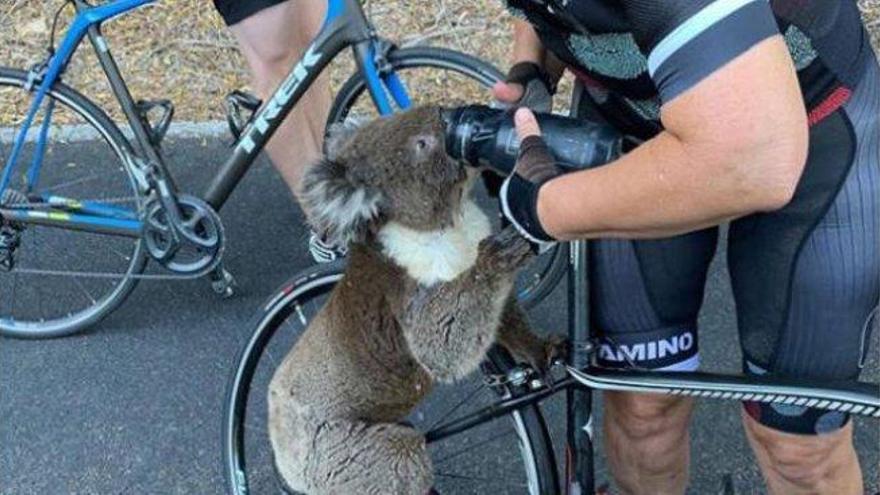 Un koala detiene a un ciclista para pedirle agua y sobrevivir a ola de calor en Australia