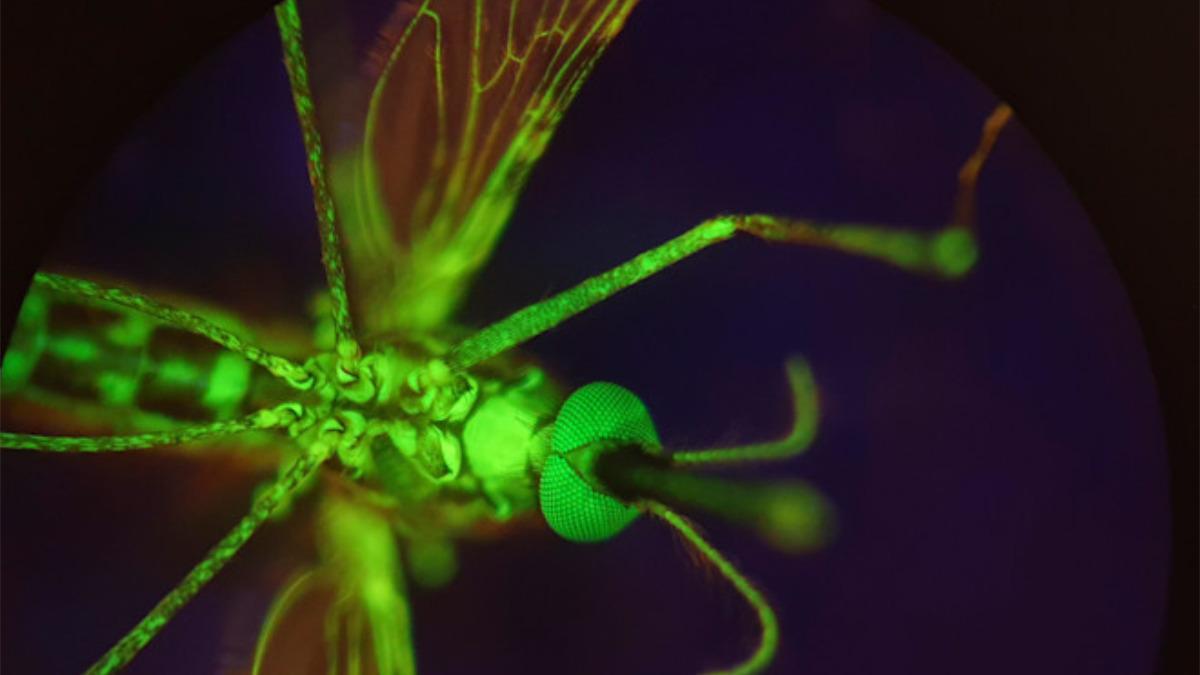 Un mosquito Anopheles gambiae que ha sido alimentado con tinte para hacerlo brillar.