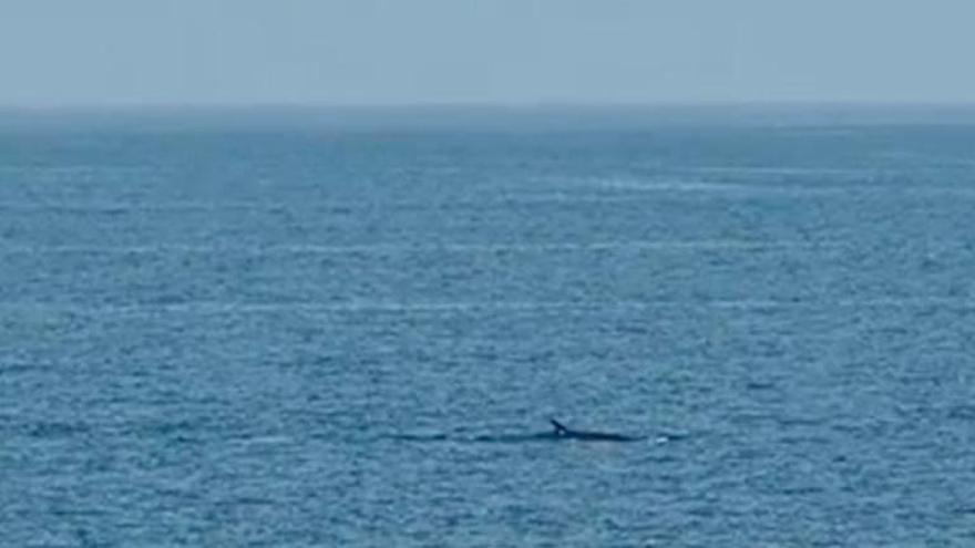 Coronavirus en Canarias | Las ballenas se dejan ver en la costa de Gran Canaria